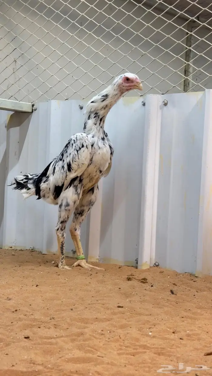 دجاجه هزاز شامو الماني بوران 1