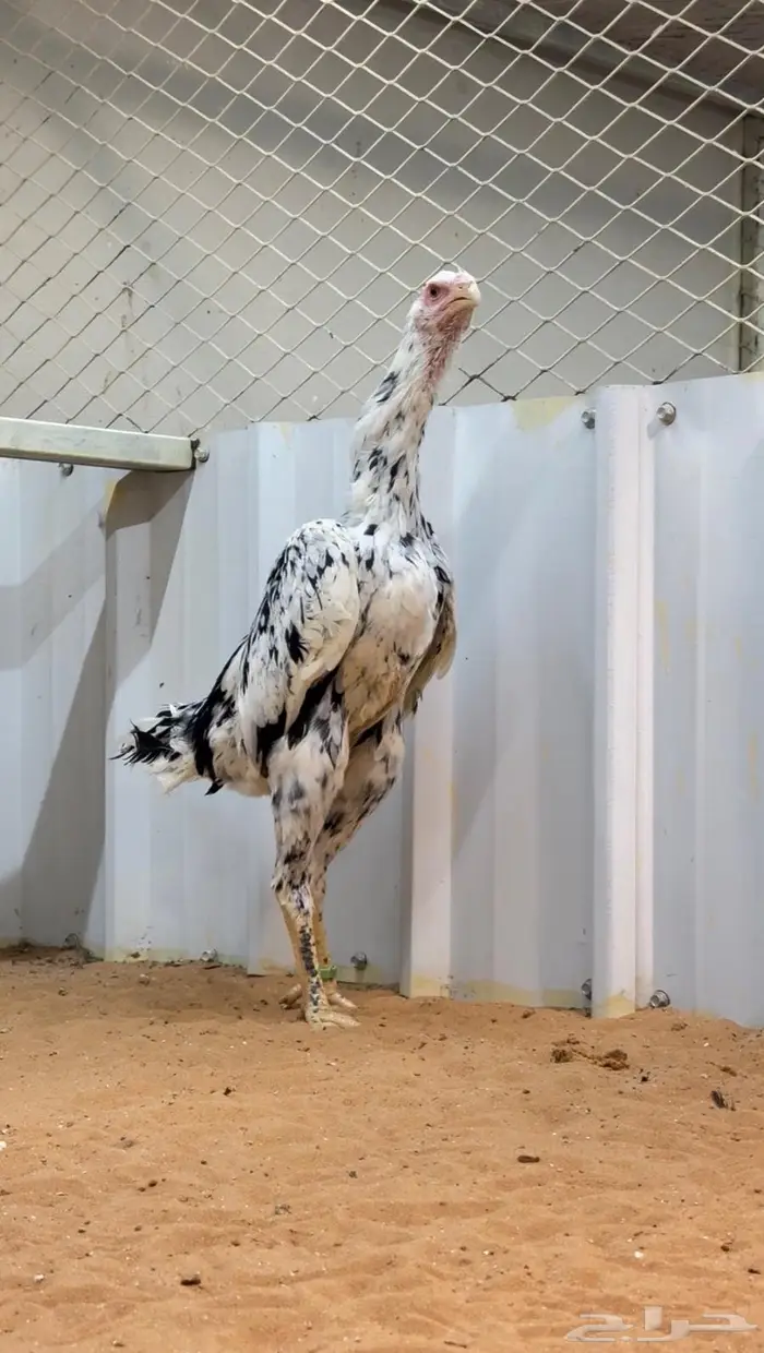 دجاجه هزاز شامو الماني بوران 2