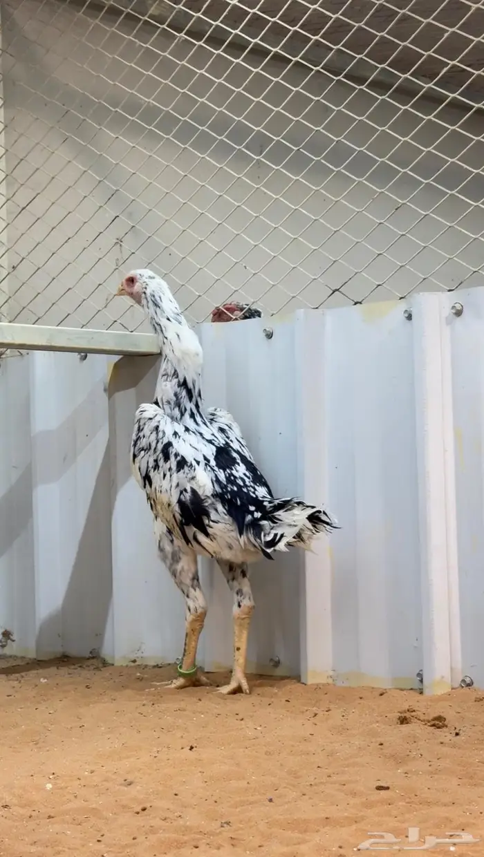 دجاجه هزاز شامو الماني بوران 0