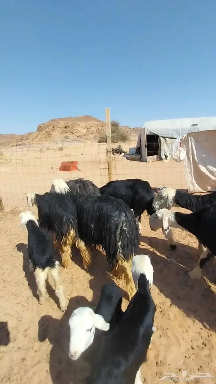 شياه نجد صنف متابيع ومضاريع 3