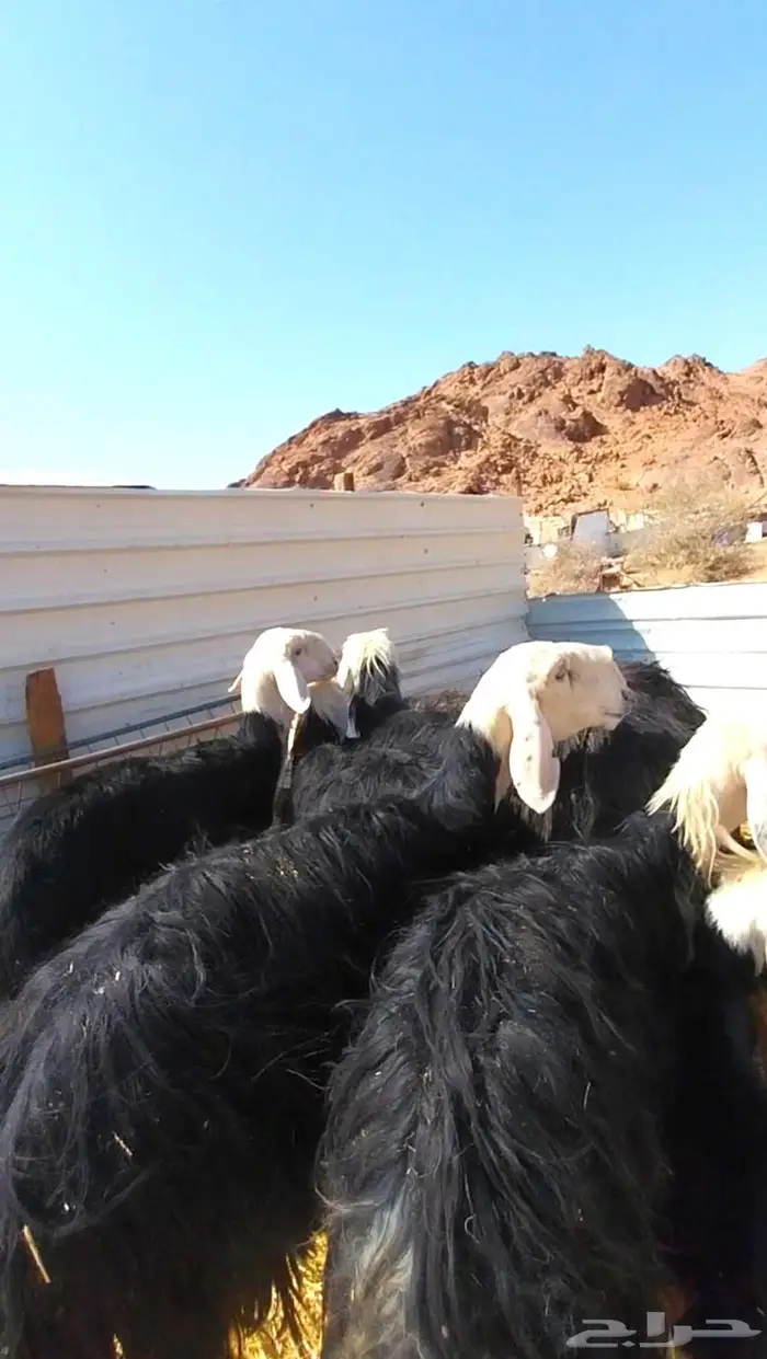 شياه نجد صنف متابيع ومضاريع 4