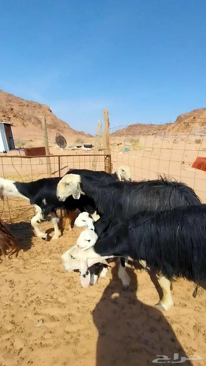 شياه نجد صنف متابيع ومضاريع 7