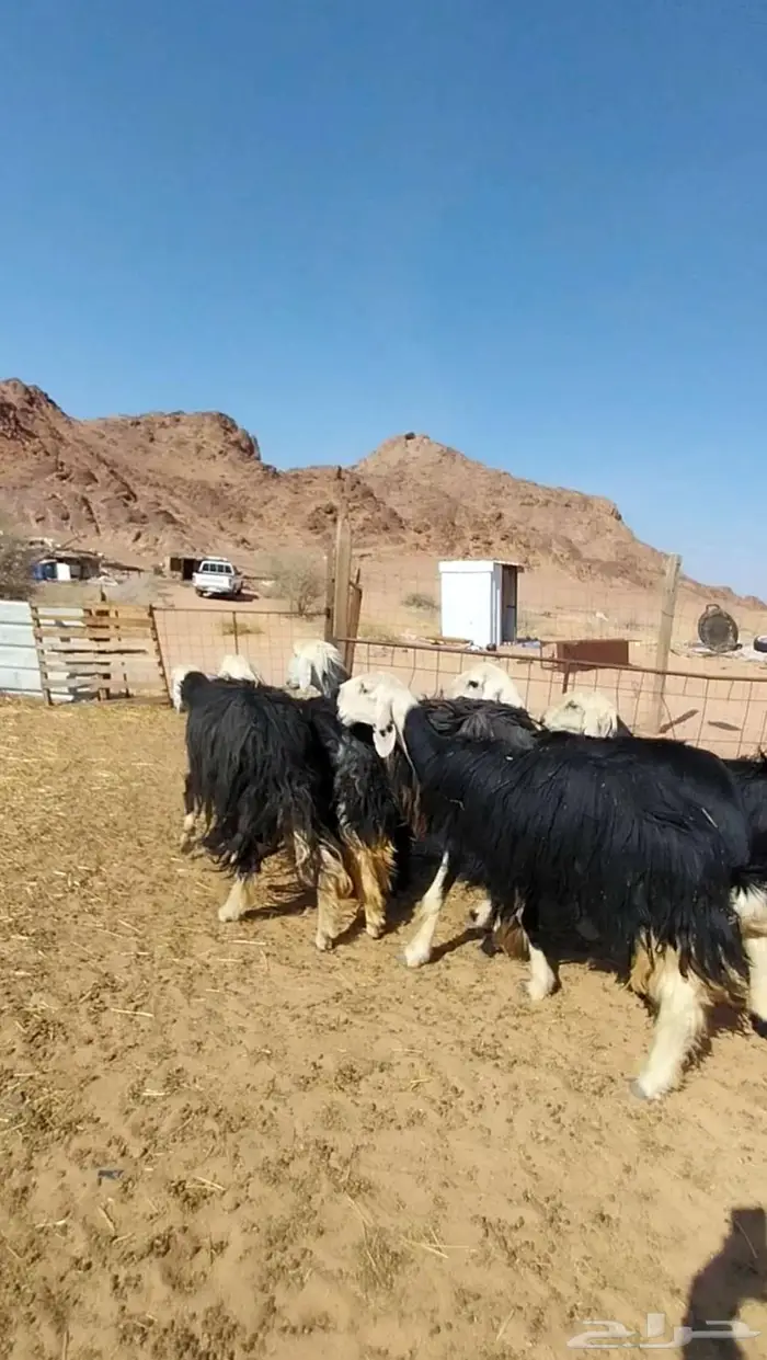 شياه نجد صنف متابيع ومضاريع 2