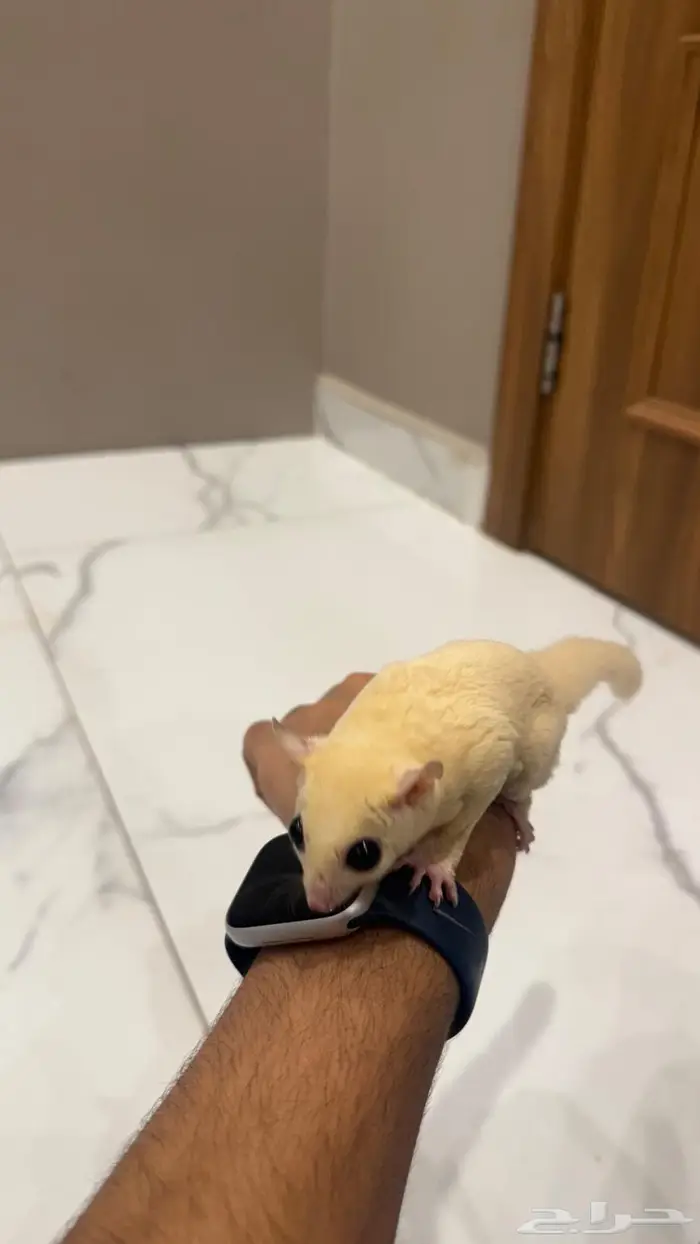 سنجاب طائر شوقر قلايدر لون كريم ايني 0