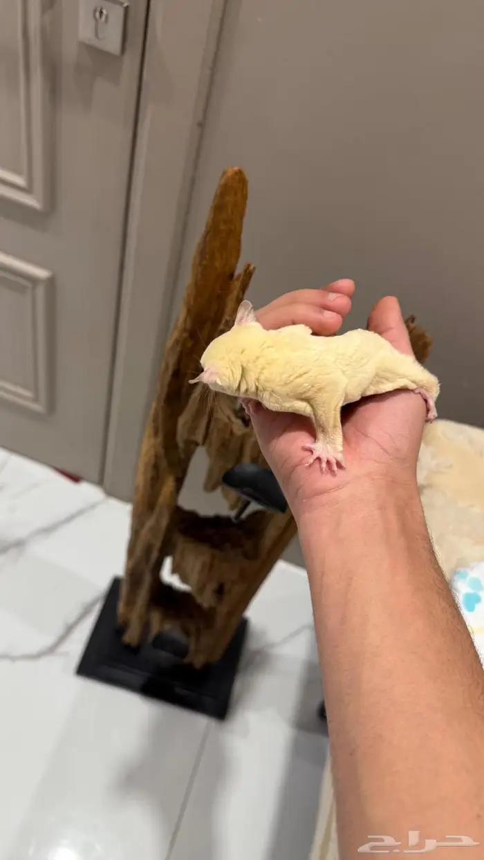 سنجاب طائر شوقر قلايدر لون كريم ايني 2