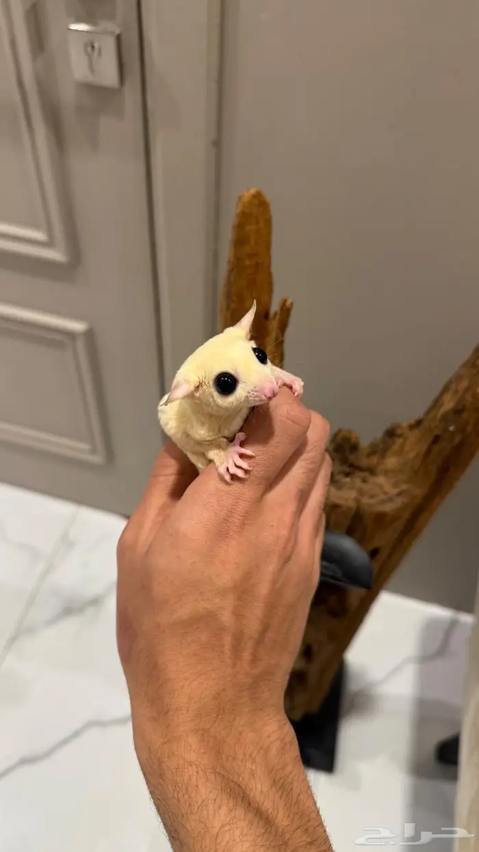 سنجاب طائر شوقر قلايدر لون كريم ايني 1