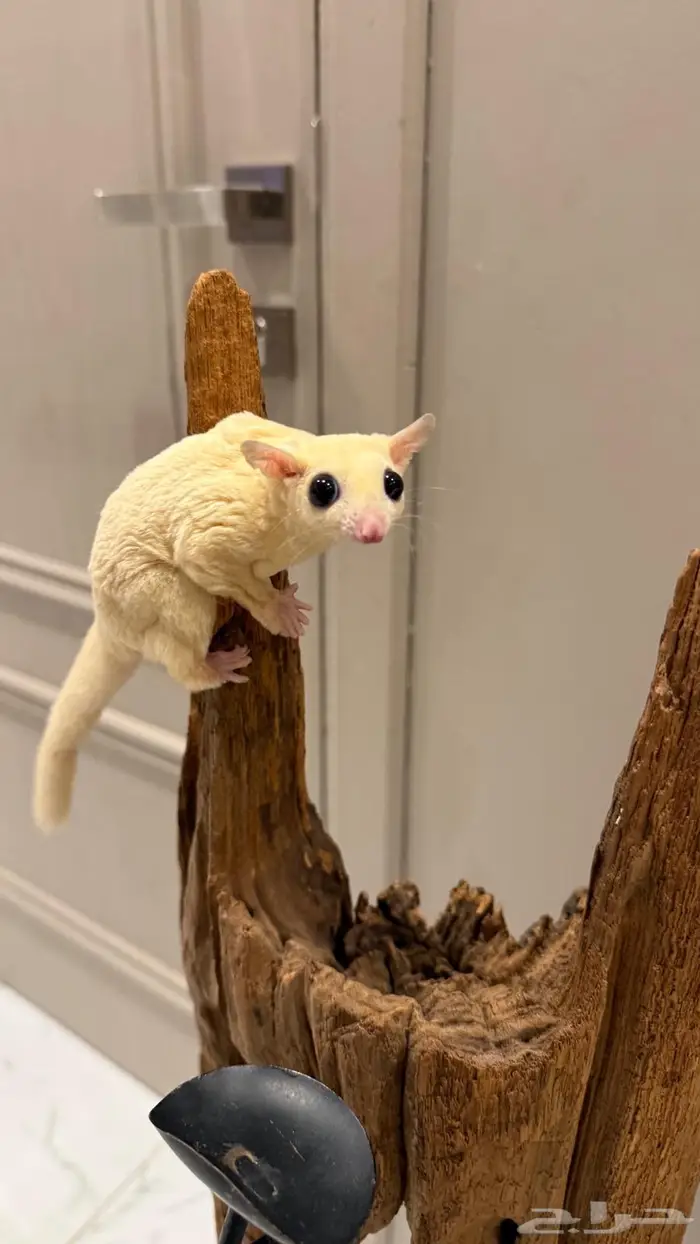 سنجاب طائر شوقر قلايدر لون كريم ايني 4