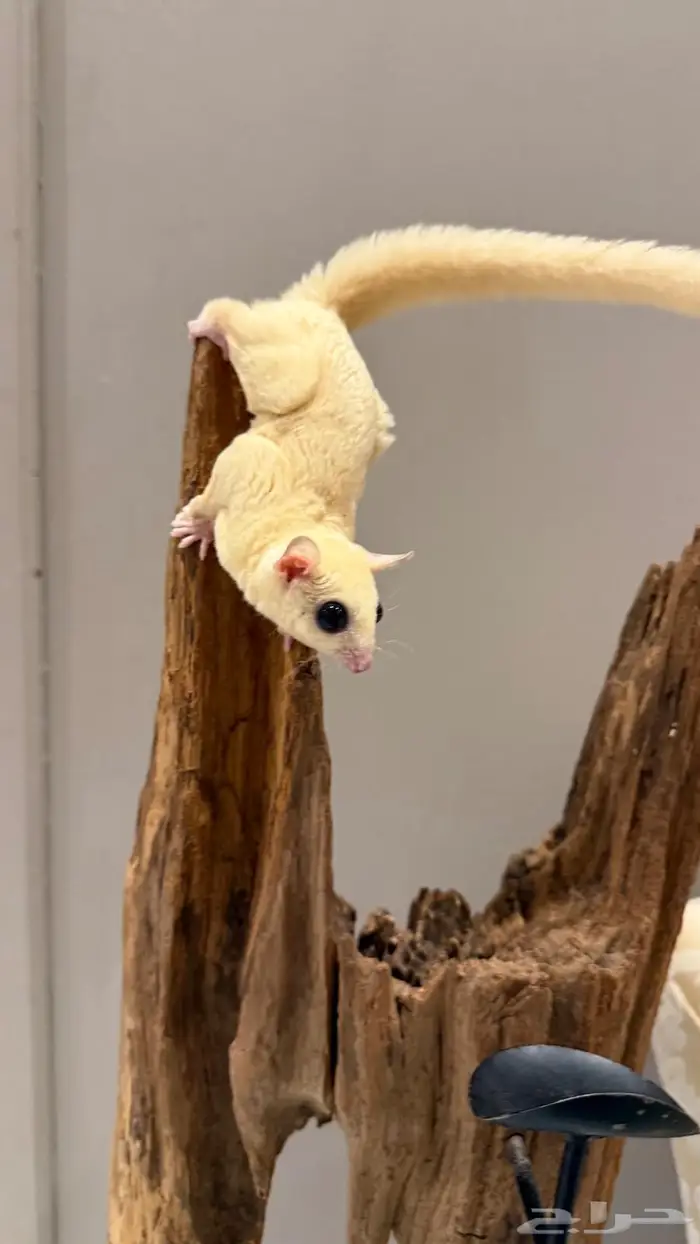 سنجاب طائر شوقر قلايدر لون كريم ايني 5