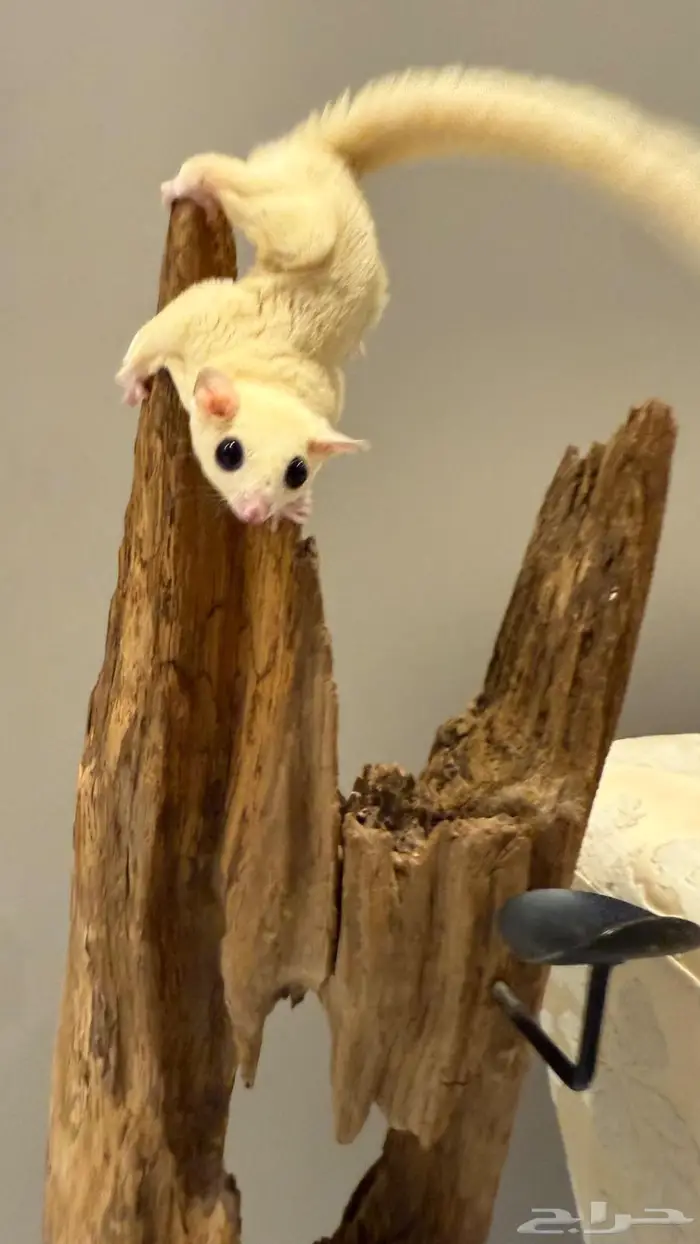 سنجاب طائر شوقر قلايدر لون كريم ايني 3