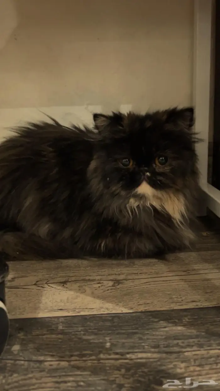 قطط شيرازي انثى وذكر 9