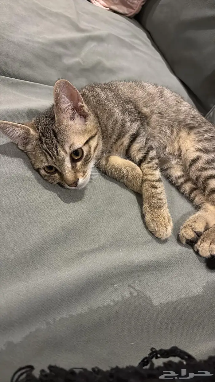 قط للتبني عمر ثلاث شهور 0