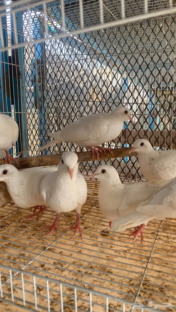 قماري هولندي 1