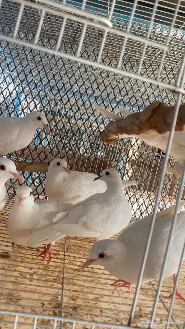 قماري هولندي 0