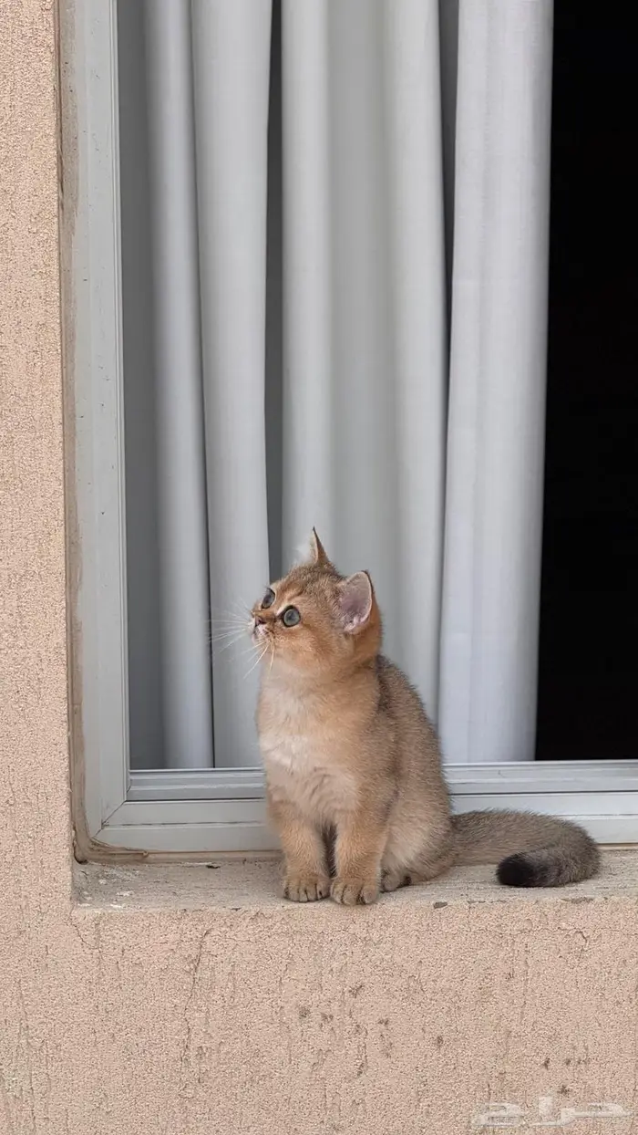 للبيع قطتين أنثى سكوتش ستريت 2