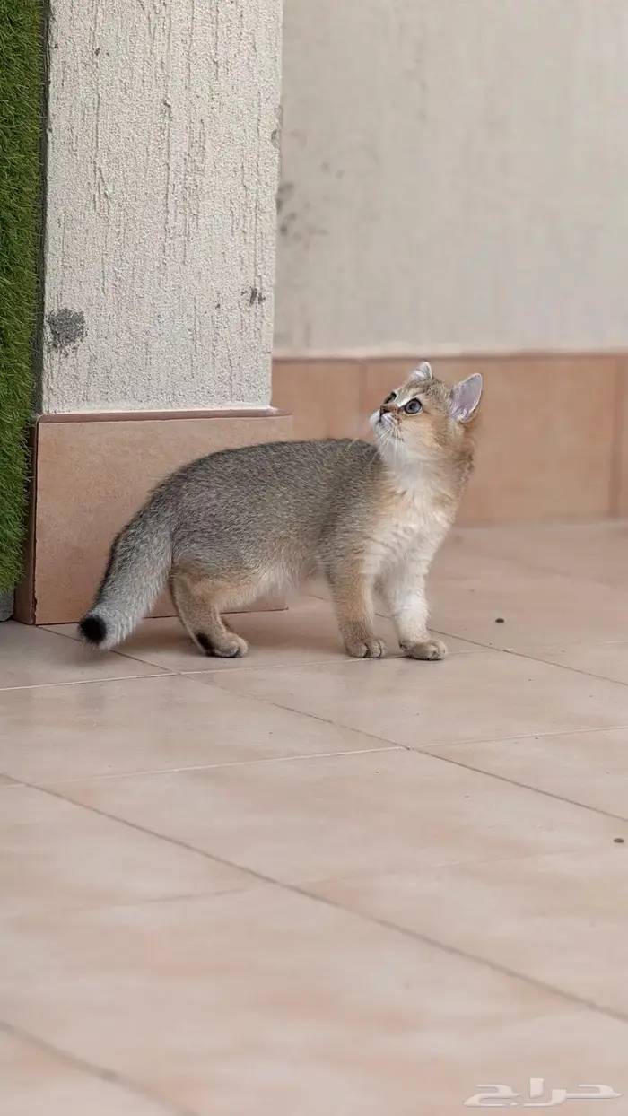 للبيع قطتين أنثى سكوتش ستريت 1