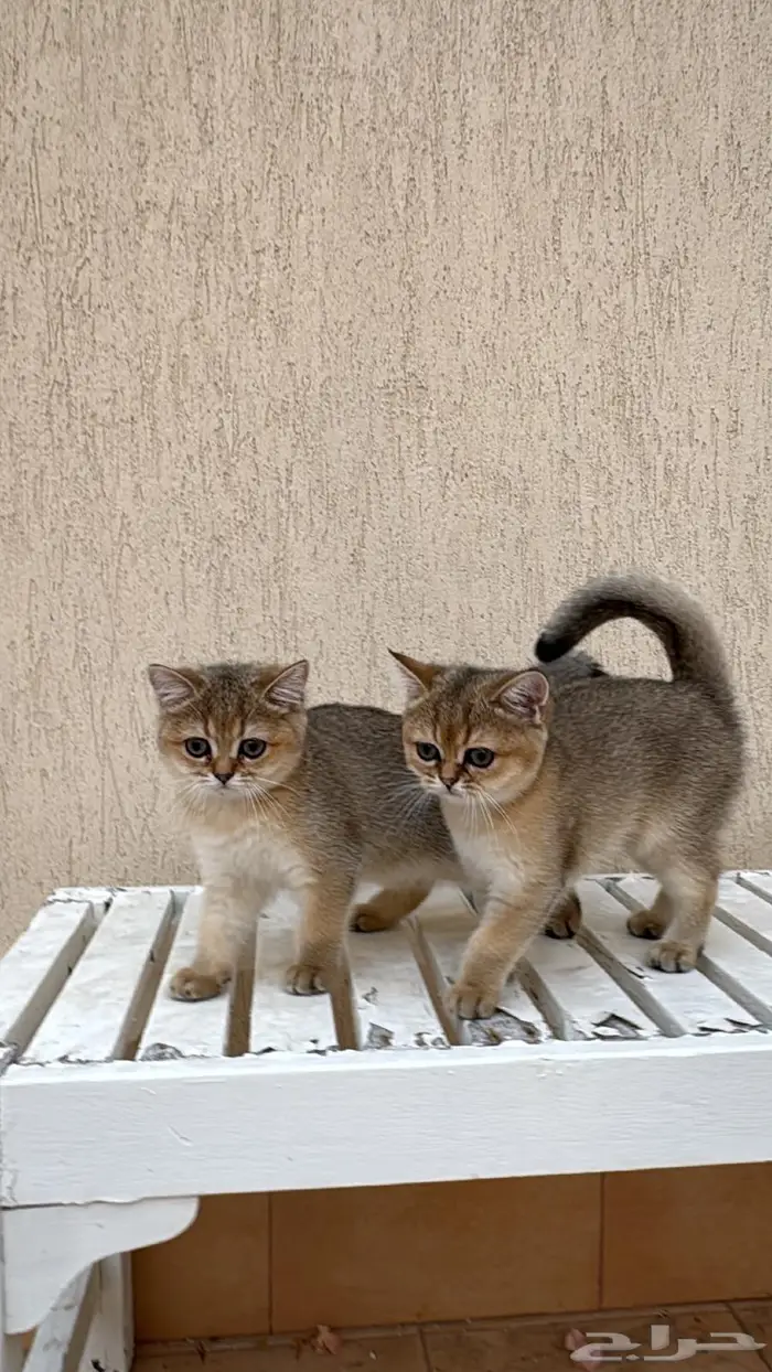 للبيع قطتين أنثى سكوتش ستريت 0