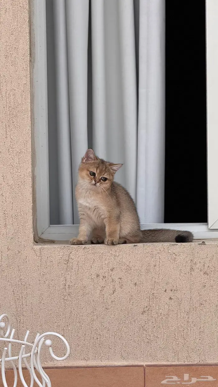 للبيع قطتين أنثى سكوتش ستريت 3