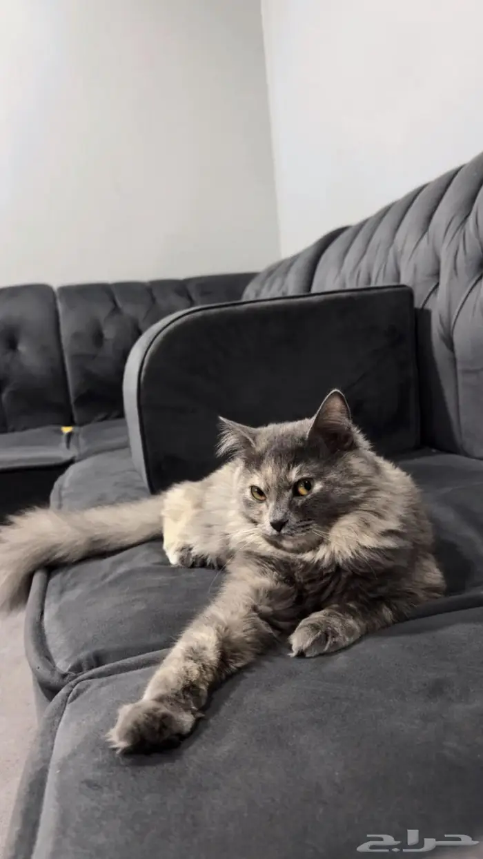 شيرازي للتبني 0