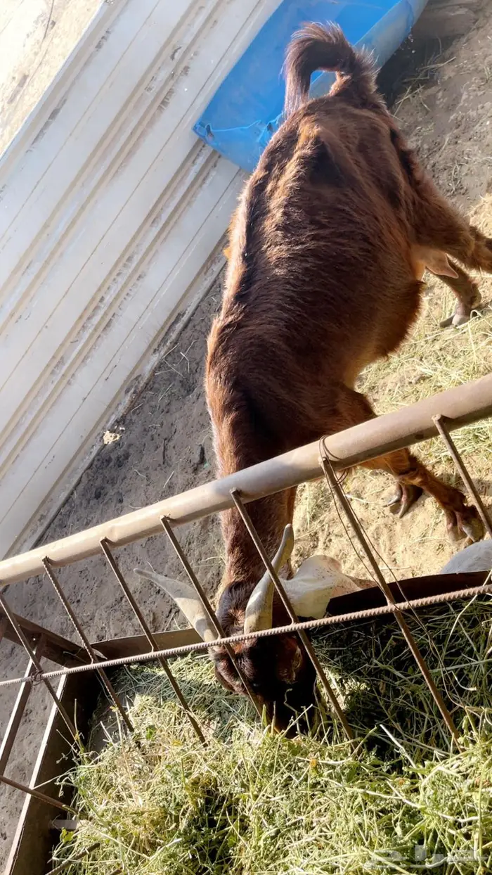 عنز تحته تيسين 1