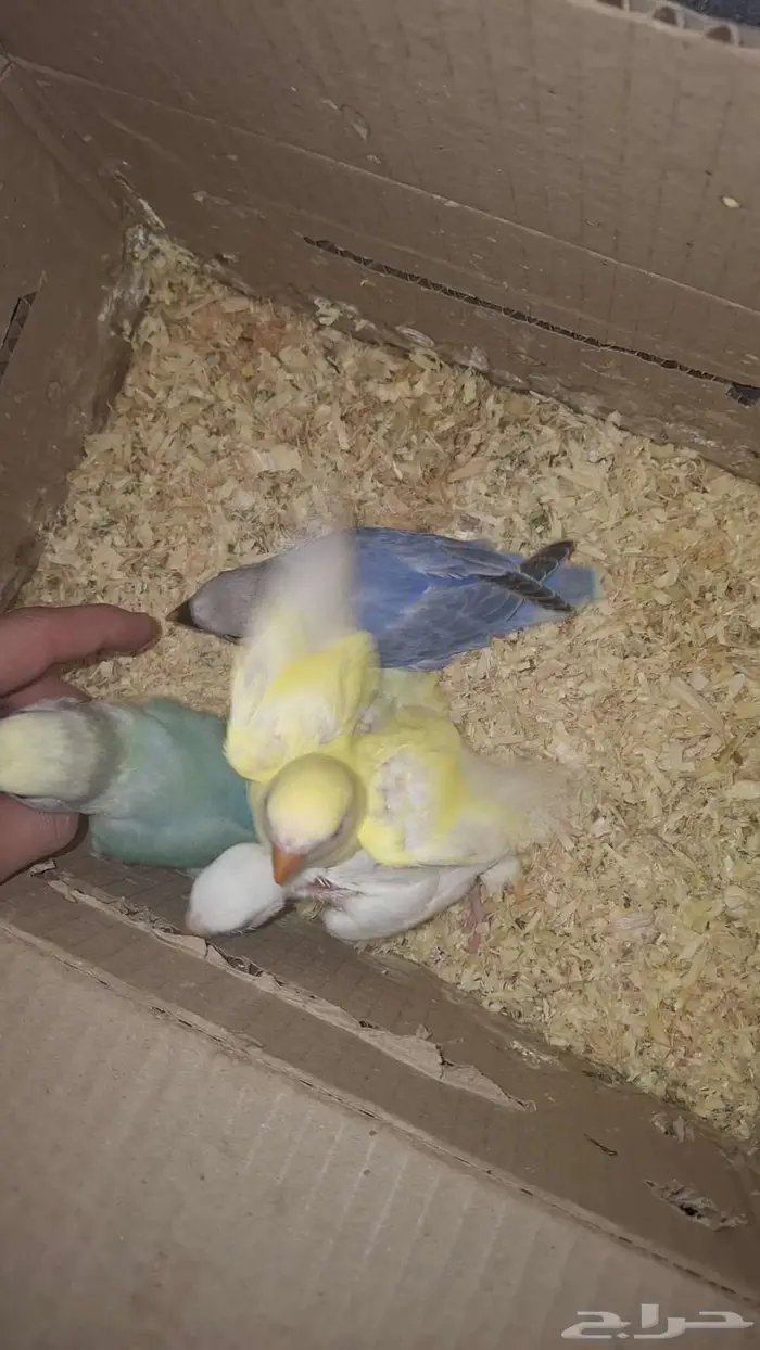 فروخ روز للبيع 0