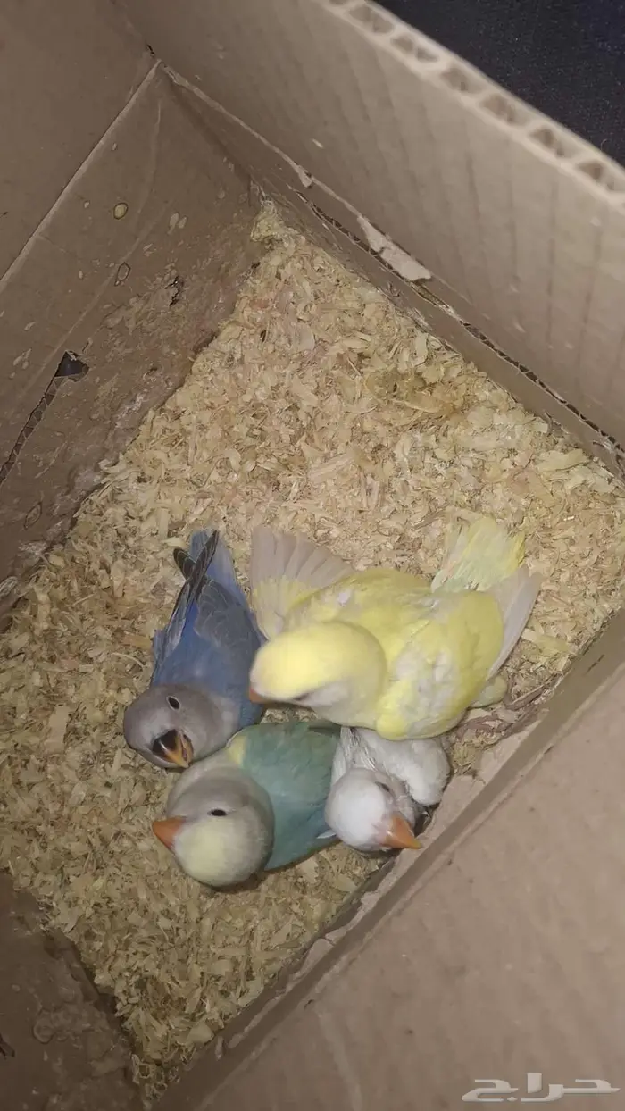 فروخ روز للبيع 1