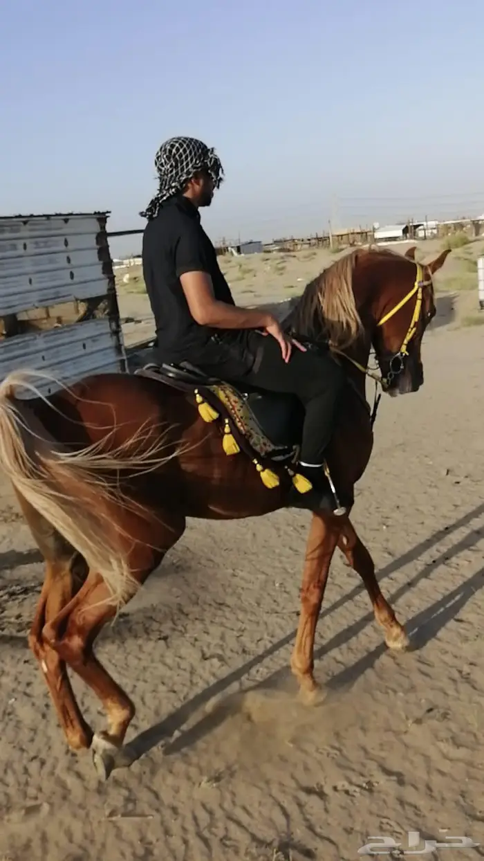 حصان خيل واهو اشقر مذهب 1