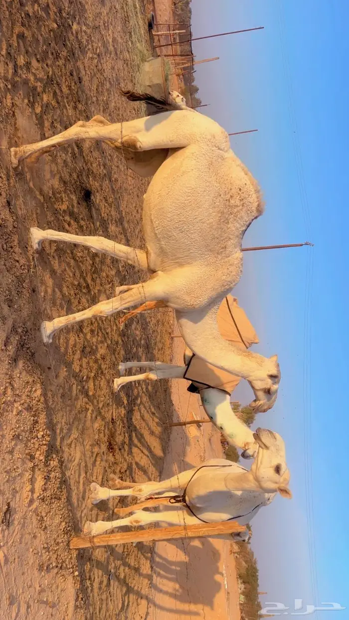 لقيه وضحا سنافيه ابوها منتج وامها طيبه 2