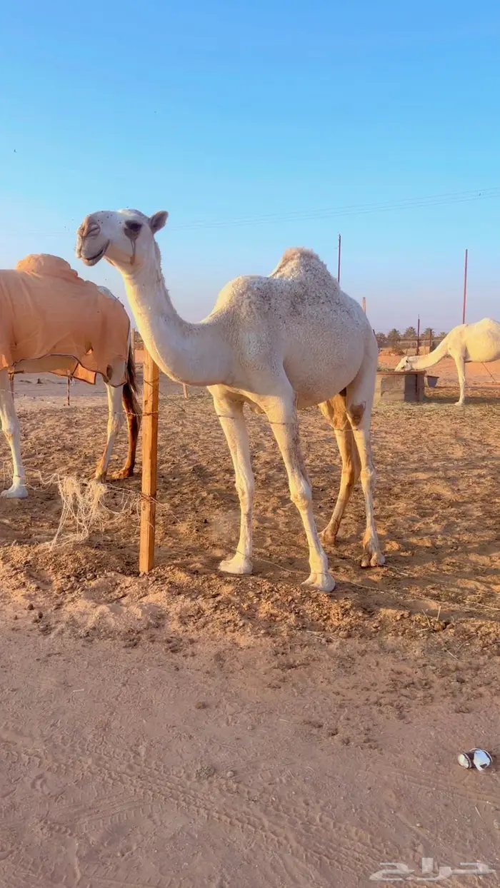 لقيه وضحا سنافيه ابوها منتج وامها طيبه 1