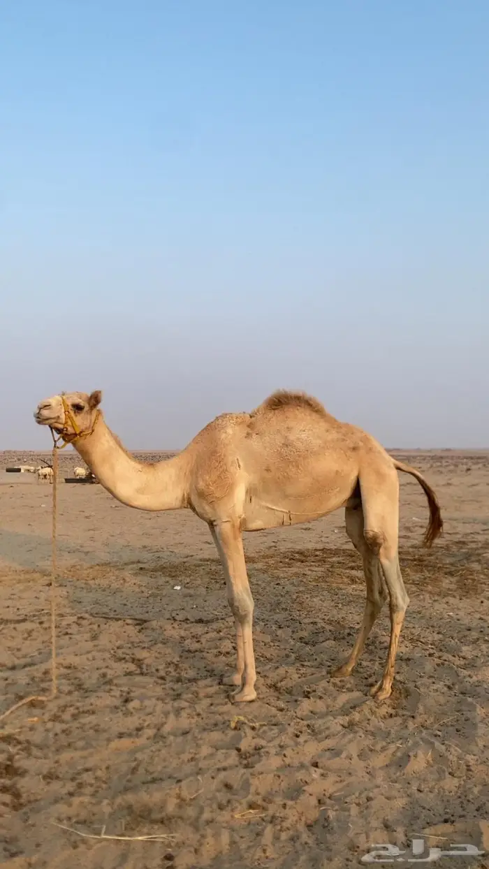 ركبي حق للبيع 0