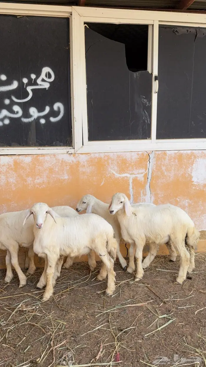 فران للبيع 2