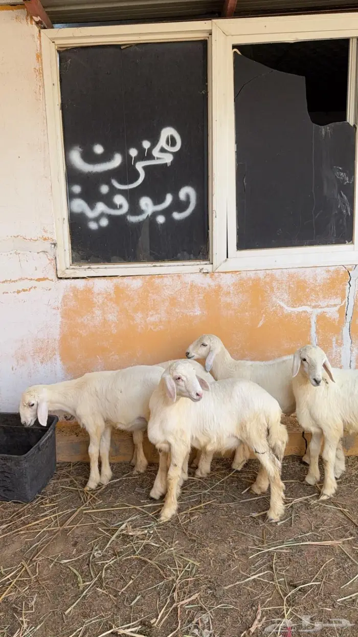 فران للبيع 1