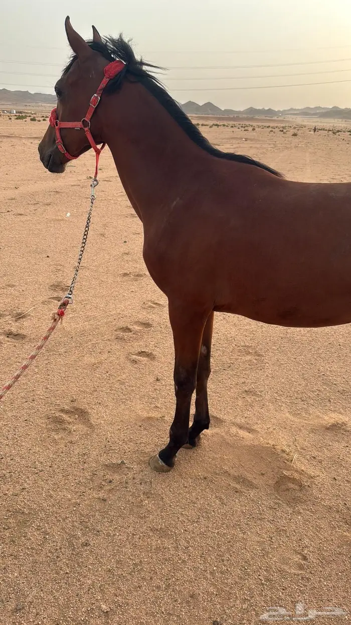 مهرة عربي اصيل كفو جدة الجموم للبيع 0