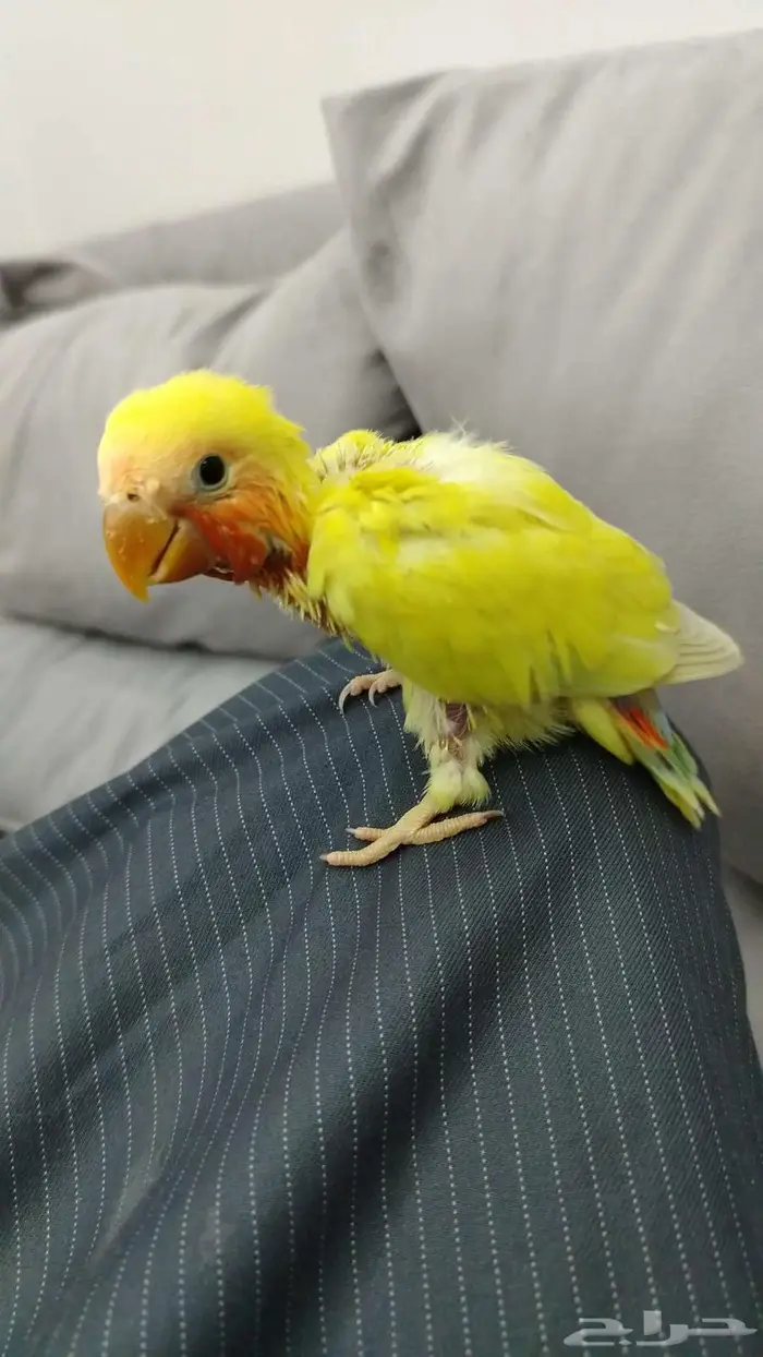 فرخين روز لون اصفر واخضر صغار العمر مابين 30 يوم و 40 يوم 0