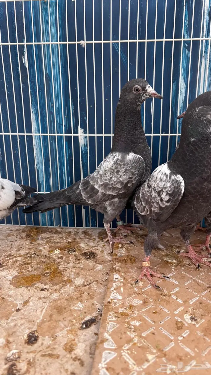 للبيع طبات تيدي سخي فواخر 2