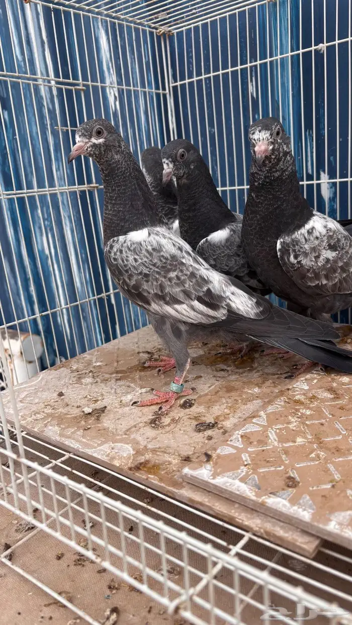 للبيع طبات تيدي سخي فواخر 0