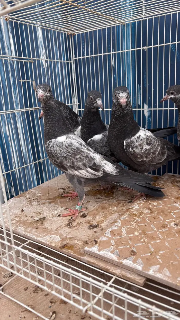 للبيع طبات تيدي سخي فواخر 4