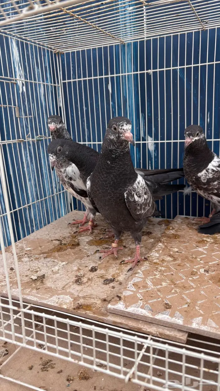 للبيع طبات تيدي سخي فواخر 3