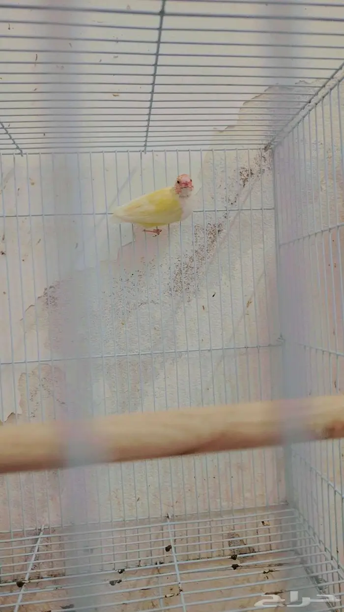 طيور قولدن فينش للبيع 0