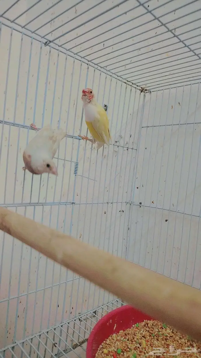 طيور قولدن فينش للبيع 1