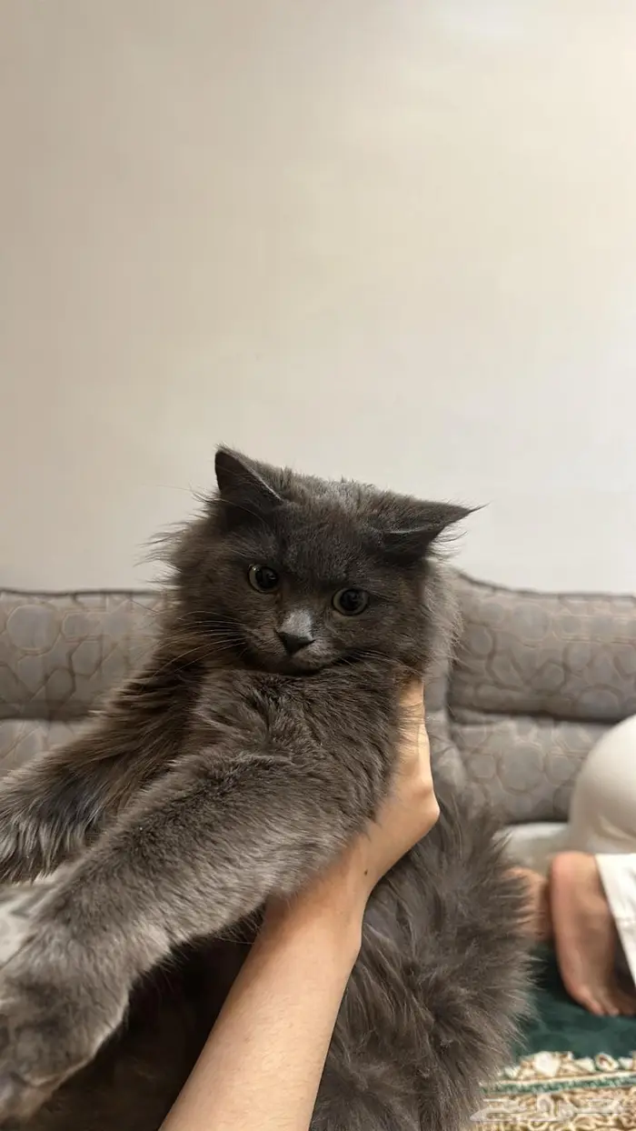 قطه رصاصيه شيرازيه للتبني 0