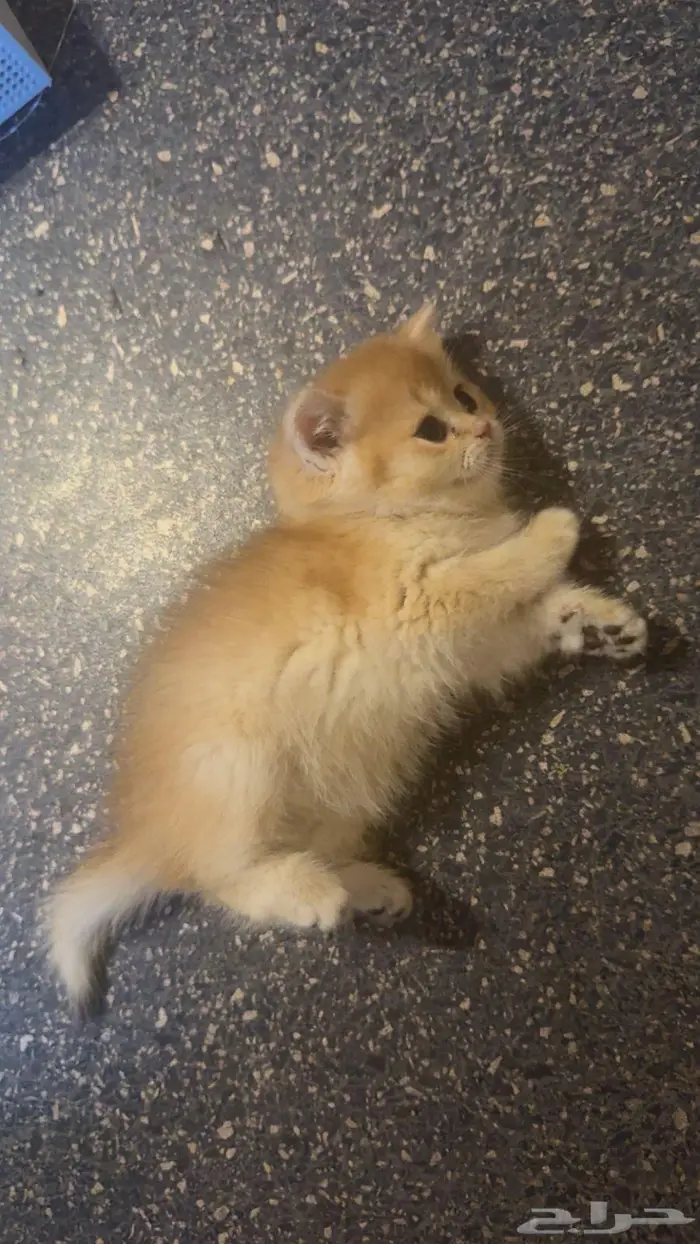 سكوتش ستريت بيور للبيع ومتاح التسجيل 0