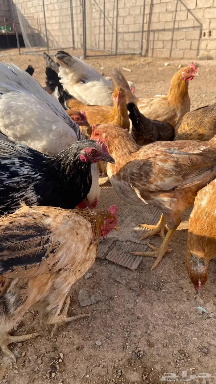 دجاج للبيع بلدي وتركي 2