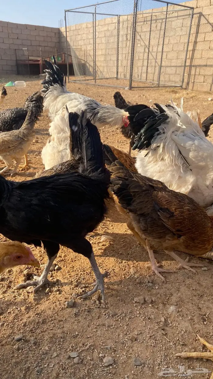 دجاج للبيع بلدي وتركي 10