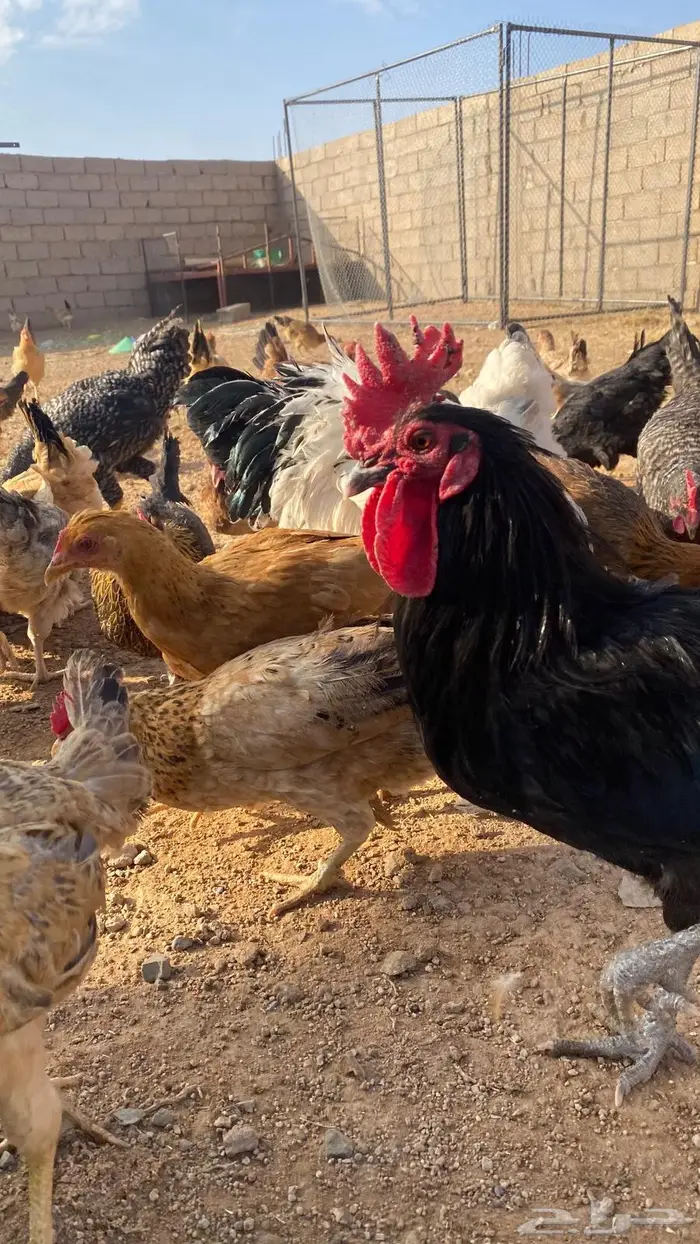 دجاج للبيع بلدي وتركي 1