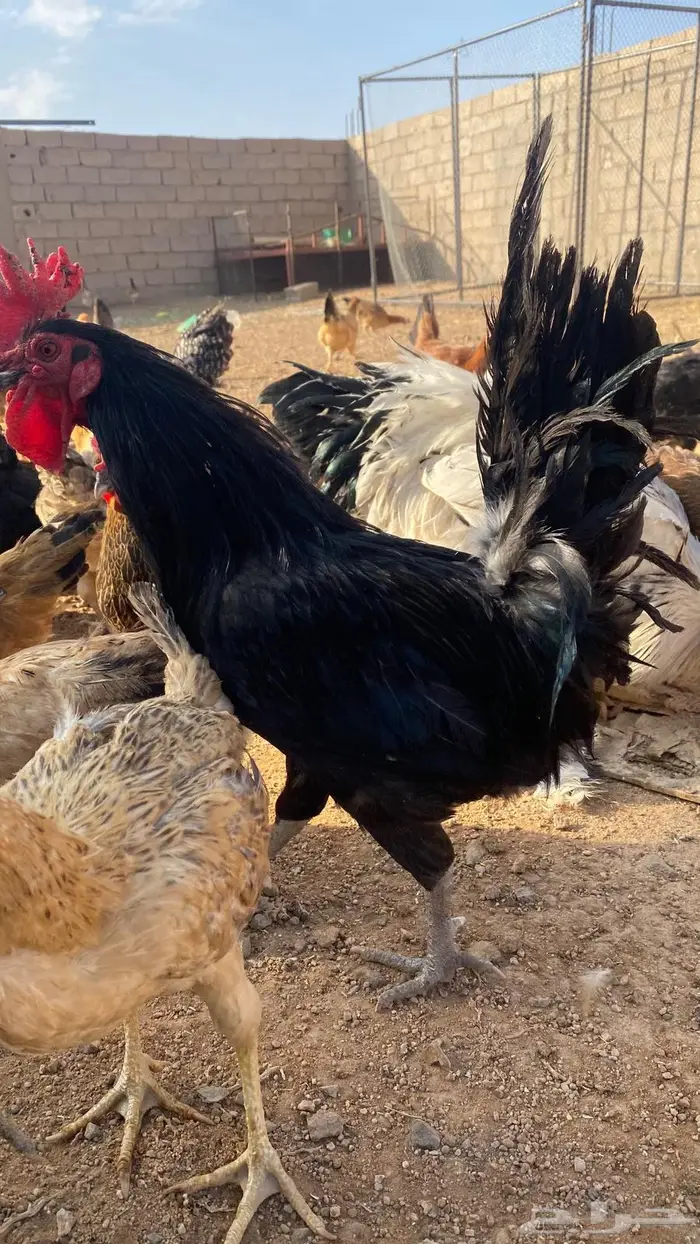 دجاج للبيع بلدي وتركي 0