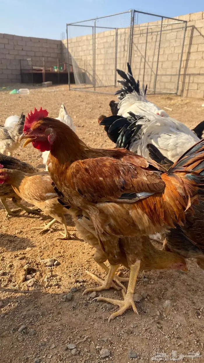 دجاج للبيع بلدي وتركي 4