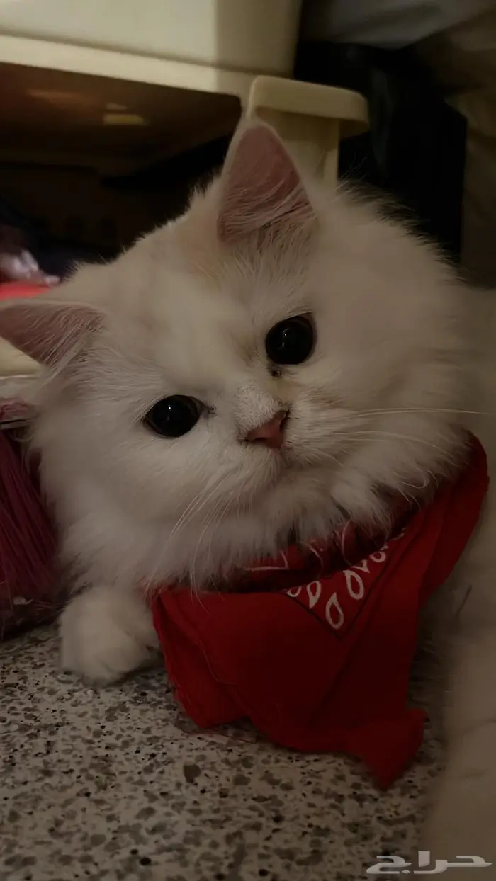 قط للتبني ذكر عمرو ثلاث سنين 0