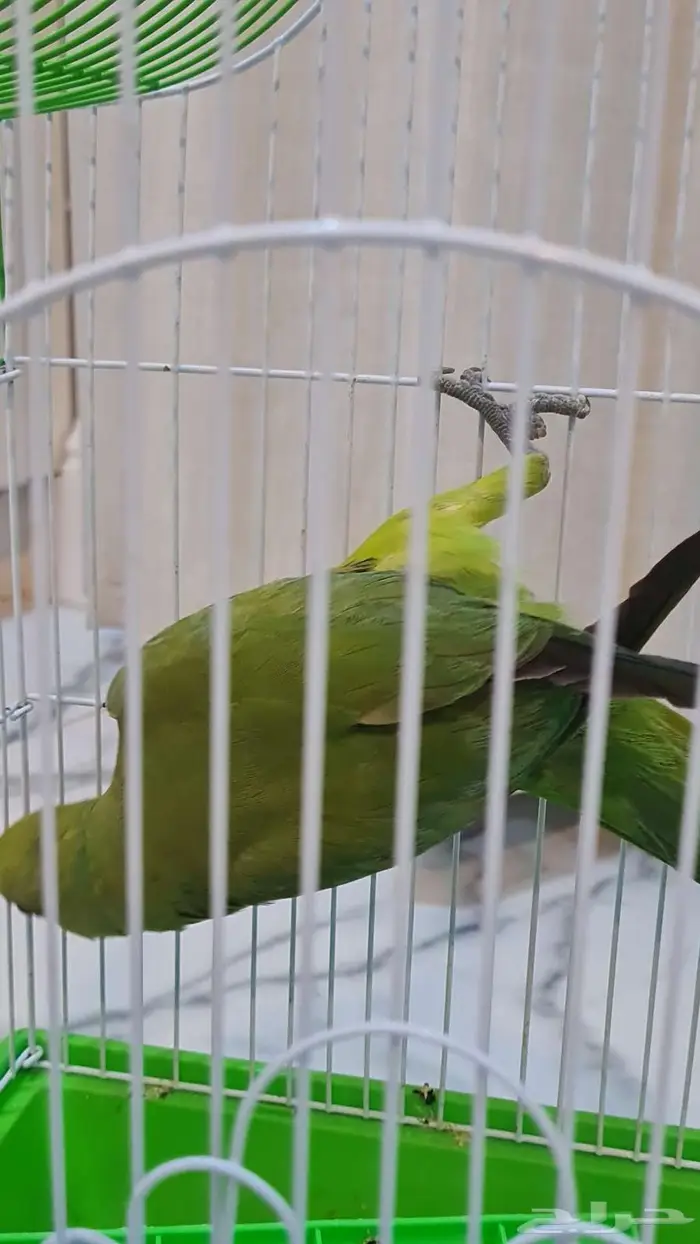 ببغاء درة هندي 0