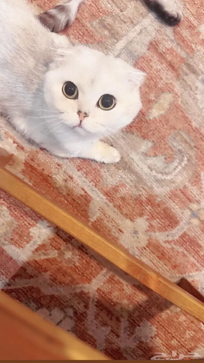 ذكر سكوتش فولد ns11 للبيع 2