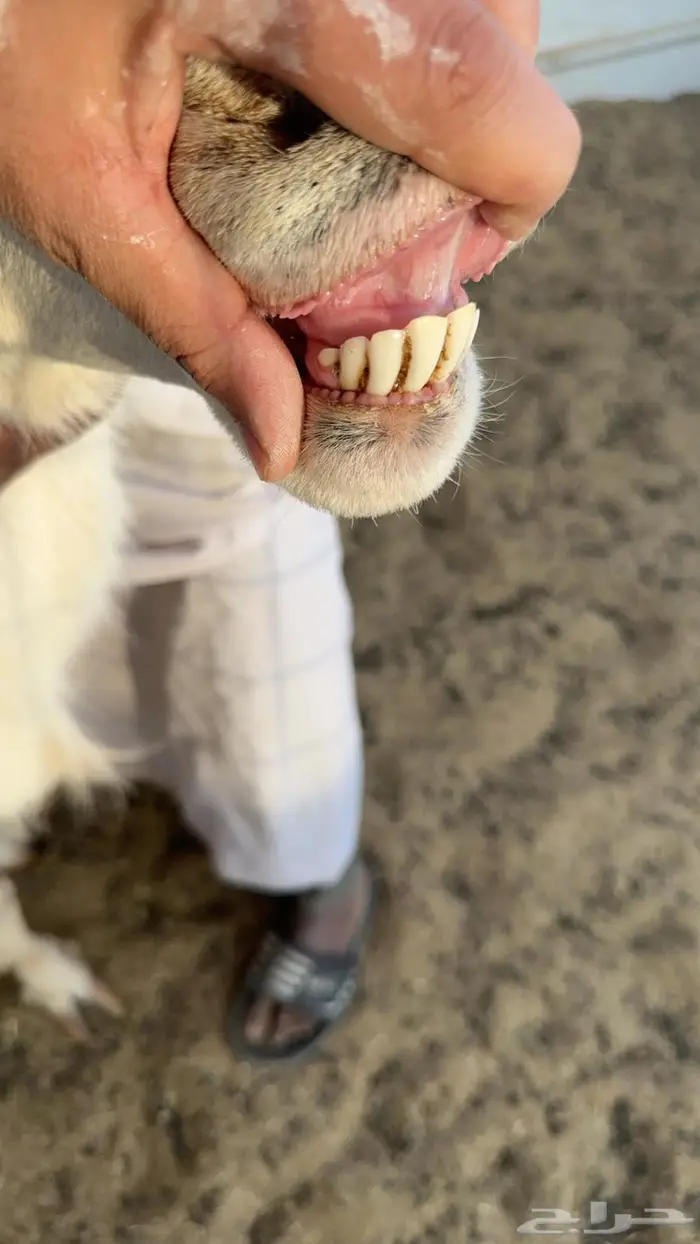 فحل حري للبيع 0